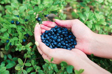 Blueberries in the hands. Green background. Natural food
