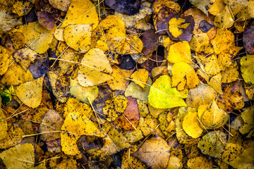 Yellow Autumn leaves background with vignette effect
