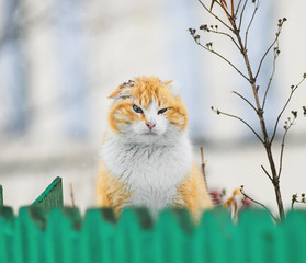 red cat peeking out from behind the fence in the village