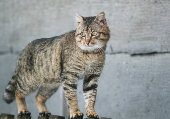 Fototapeta na wymiar old tabby cat menacing is on the fence in the village