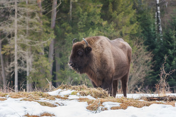 Aurochs (european bison) standing on a forest background in wild nature, national park