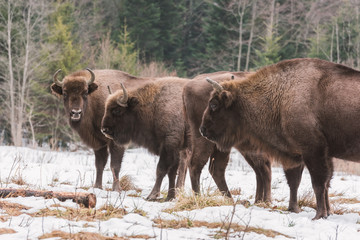 Herd of european bison (aurochs) on the forest background, wild animals in national park