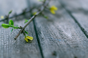 The branches of currants on a wooden background