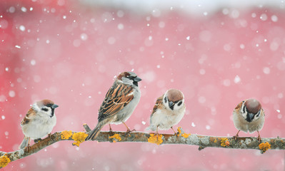 cute birds sitting on the branch during a snowfall