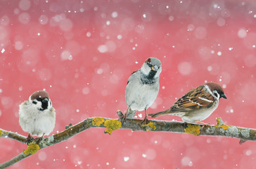 funny cute birds sparrows sitting on a branch during a snowfall