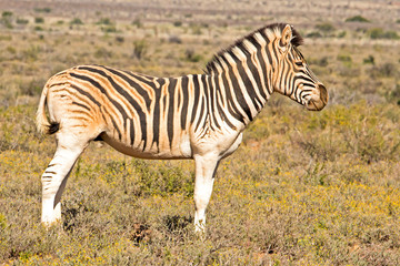 Burchells Zebra covered in Red Dust