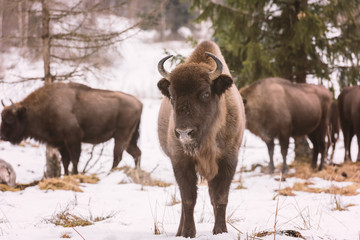 Aurochs (european bison) at national reserve in natural habitat
