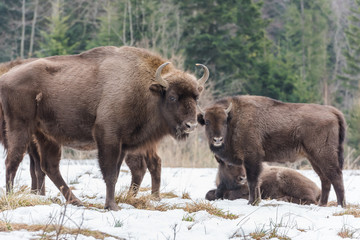 European bison (aurochs), a herd live in wild in nature reserve