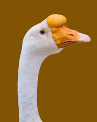 White Duck mouth orange brown background.