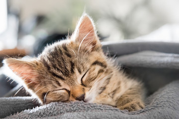kleine Katze schläft