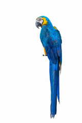 Blue and yellow macaw, beautiful bird isolated with white background.