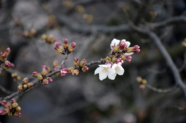 桜