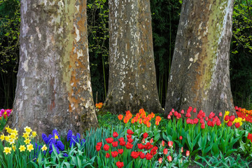Tulips in front of three huge trees in Spring.