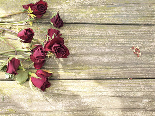 Fototapeta na wymiar dead roses on wood