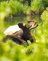 Grand Tetons National Park Jackson Wyoming