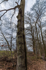 wald nienhagen