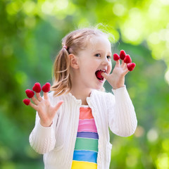 Child picking and eating raspberry in summer