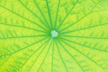 Close-up Lotus leaf