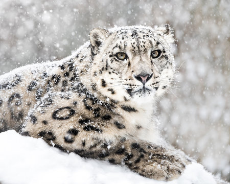 株式会社ラーテルハート 神の獣 雪豹 ―The Eidolon, Snow