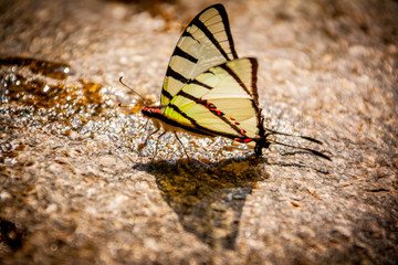 Butterfly drinking waterfall on rock and bokeh water reflect .