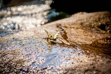 Butterfly drinking waterfall on rock and bokeh water reflect .