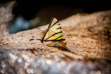 Butterfly drinking waterfall on rock and bokeh water reflect .