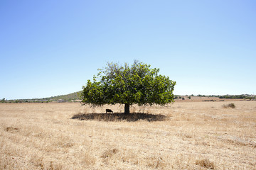 the tree fig