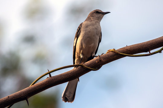 cuban pewee