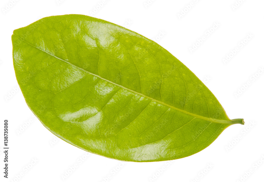 Wall mural Leaf green leaf macro decoration.