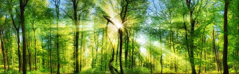 Selbstklebende Fototapeten Frisch grüner Wald, verzaubert von Sonnenstrahlen, Landschaft Panorama © Smileus