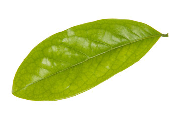 Fototapeta na wymiar Leaf green leaf macro decoration.