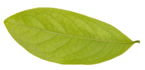 Leaf green leaf macro decoration.