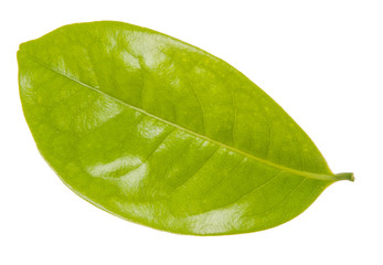 Naklejka na ściany i meble Leaf green leaf macro decoration.