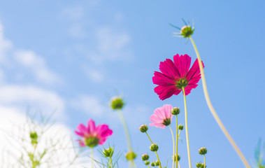 beautiful cosmos flower wiht blue sky in the park.