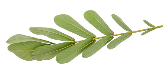 Leaf green leaf macro decoration.