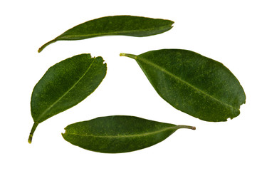 Leaf green leaf macro decoration.