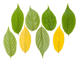 Leaf green leaf macro decoration.