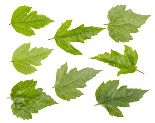 Leaf green leaf macro decoration.