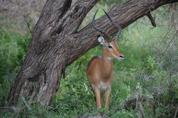 Antilope in Afrika