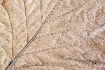 Green leaf on white background