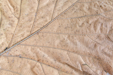 Green leaf on white background