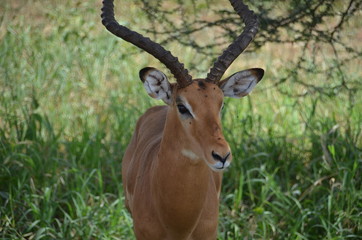 Naklejka na ściany i meble Antilope in Afrika