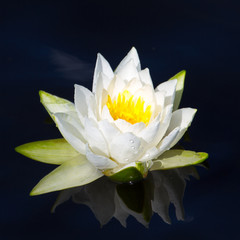 Flowering water lily