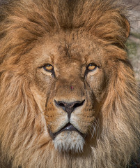 lion