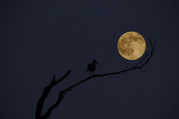 The Bird and the moon