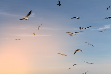 Group of seagulls flying in the blue sky