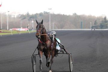 cheval de courses