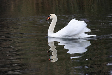 Mute swan, Cygnus olor, elegantlyswimming with its wings raised during a mating parade in a lake with reflections