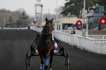cheval de courses