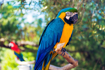 Colorful Parrot Sitting On Tree